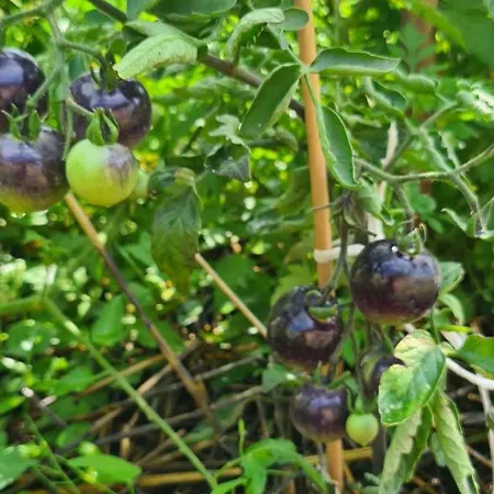 Cort de lux Jurtarelax Kozarmisleny